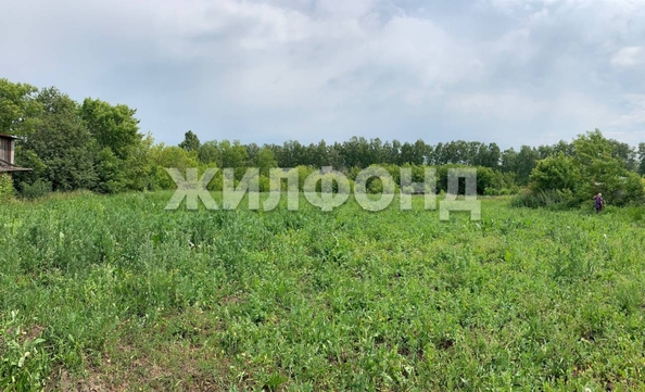 
  Продается земельный участок, 46 соток, поселок Черницк
. Фото 9.
