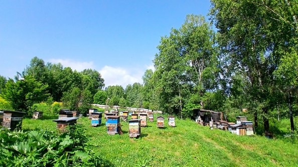 
  Продается земельный участок 21.77 сотка. Фото 6.