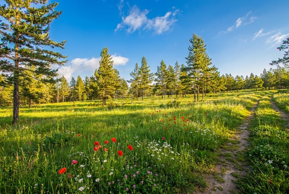
  Продается земельный участок 8 соток. Фото 1.