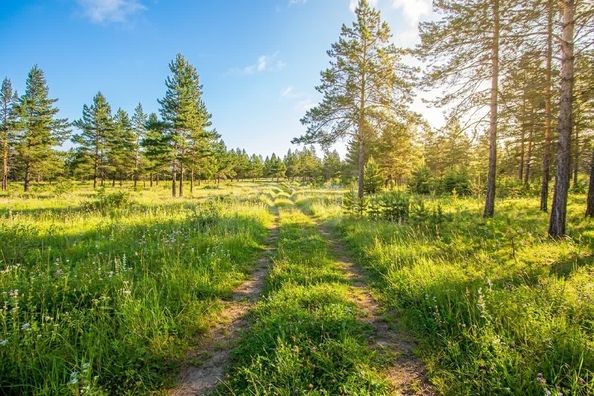 
  Продается земельный участок 8 соток. Фото 2.
