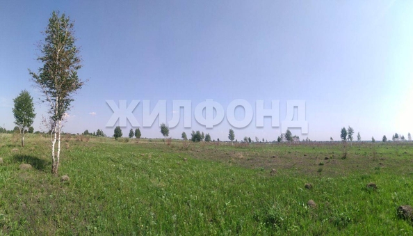 
  Продается земельный участок 185.9 соток. Фото 4.