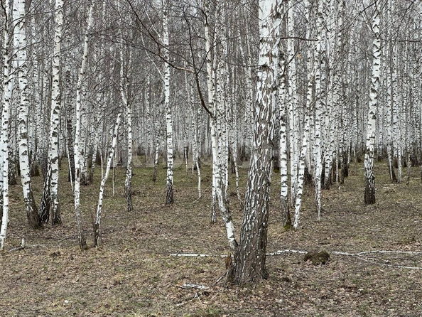 
  Продам  дачный участок, 10 соток, Морозово

. Фото 6.
