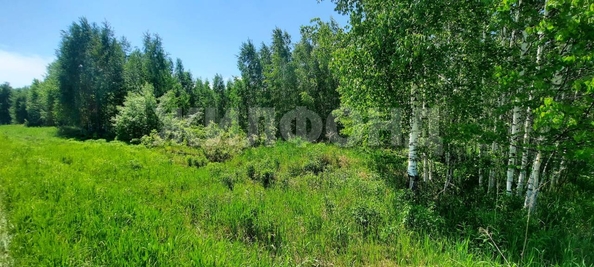 
  Продается земельный участок, 48 соток, ДНТ Синегорье
. Фото 9.