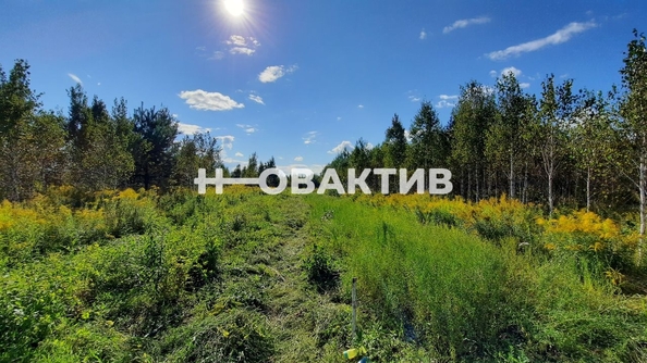 
  Продается земельный участок, 50 соток, поселок Барлакский
. Фото 4.