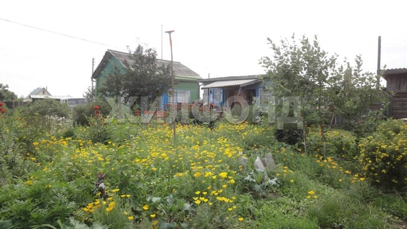 
  Продается земельный участок, 25 соток, село Чингис
. Фото 2.