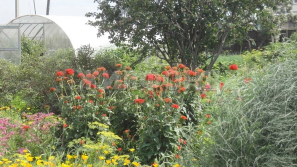 
  Продается земельный участок, 25 соток, село Чингис
. Фото 8.