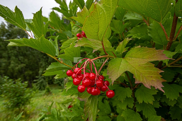 
  Продается земельный участок 5.1 соток. Фото 20.