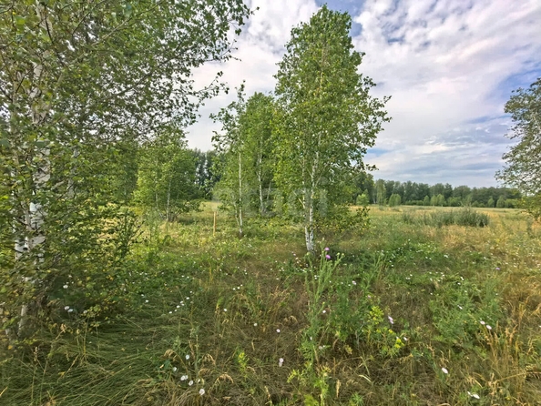 
  Продается земельный участок, 11 соток, село Усть-Заостровка
. Фото 3.