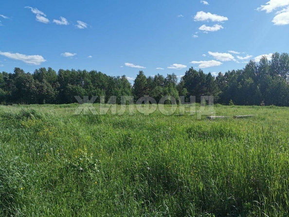 
  Продам  дачный участок, 10 соток, Кафтанчиково

. Фото 3.