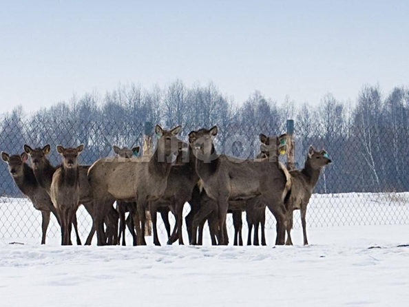 
  Продается дом, 92 м², село Елгай
. Фото 18.