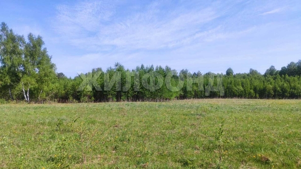 
  Продается земельный участок, 408 соток, деревня Госконюшня
. Фото 15.