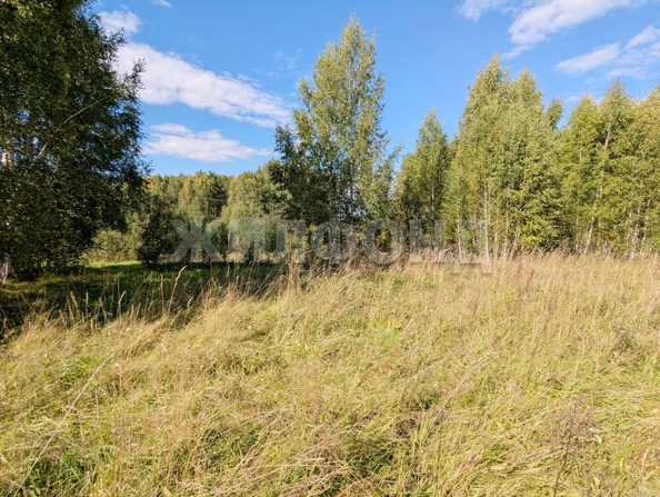 
  Продается земельный участок, 16.7 соток, село Богашево
. Фото 4.