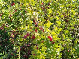 Продается Участок ИЖС Садовая ул, 4.59  сот., 1160000 рублей