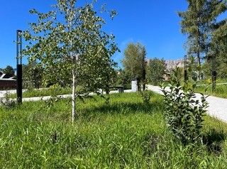 «Гранд-Строй» высадил в Иркутске 200 деревьев